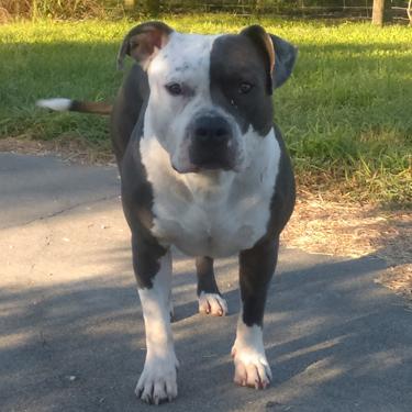 Wright Kennels Domino Prince.jpg
